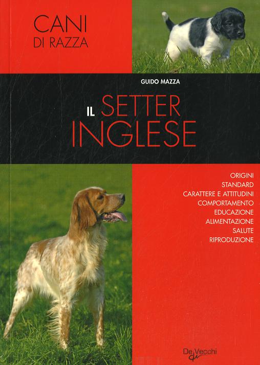 Setter inglese