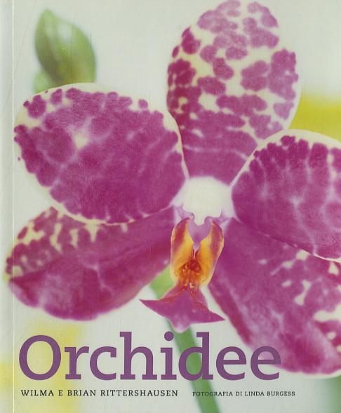 Orchidee